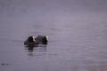 Two eurasian common coot (Fulica atra) swimming on peaceful lake, black water bird with white beak and red eyes Royalty Free Stock Photo