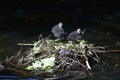 Two Eurasian coot babies on nest.