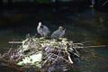 Two Eurasian coot babies on nest.