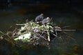 Two Eurasian coot babies on nest.