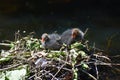 Two Eurasian coot babies on nest.