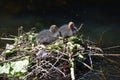 Two Eurasian coot babies on nest.