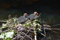 Two Eurasian coot babies on nest.