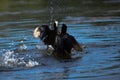 Two Eurasian coot in fight