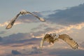 Two Eurasian Eagle Owls or Eagle Owls. Flies with spread wings against a dramatic blue, purple, orange sky. Red eyes Royalty Free Stock Photo