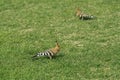 Two Eurasian hoopoe Upupa epops feeding on a green lawn in Egypt. Beautiful small bird in soft focus. Royalty Free Stock Photo