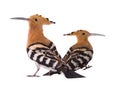 Two eurasian hoopoe