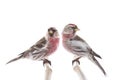 Two Eurasian Linnet isolated on white Royalty Free Stock Photo