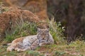 Two eurasian lynxes Royalty Free Stock Photo