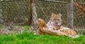 Two Eurasian lynxes laying together in the grass, Wild cats from Eurasia Royalty Free Stock Photo