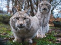 Two Eurasian Lynxes Royalty Free Stock Photo