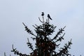 Two Eurasian magpies at the top of a tree Royalty Free Stock Photo