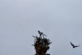 Two Eurasian magpies at the top of a tree Royalty Free Stock Photo