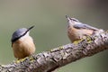 Two Eurasian nuthatches met on a forest trough and are ready to fight for food.