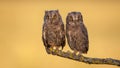 Two eurasian scops owl chicks sitting on a bough with yellow moss in spring Royalty Free Stock Photo