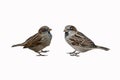 Two Eurasian Tree Sparrows, Passer montanus, isolated on white background Royalty Free Stock Photo