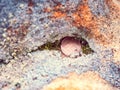 Two Euro cent coin in sandstone rock. Tossed coin Royalty Free Stock Photo