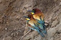 Two European bee eater birds resting on a branch near nest Merops apiaster perched