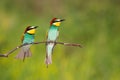 Two european bee-eater looking on branch with copy space Royalty Free Stock Photo