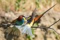 Two european bee eater, Merops apiaster is fighting Royalty Free Stock Photo