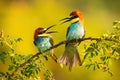 Two european bee-eater sitting on branch in summer. Royalty Free Stock Photo