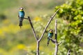 Two european bee-eater perched on a twig, close up. birds of paradise, rainbow colors high quality resulation wallpaper Royalty Free Stock Photo