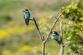 Two european bee-eater perched on a twig, close up. birds of paradise, rainbow colors high quality resulation wallpaper Royalty Free Stock Photo