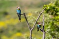 Two european bee-eater perched on a twig, close up. birds of paradise, rainbow colors high quality resulation wallpaper Royalty Free Stock Photo