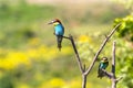 Two european bee-eater perched on a twig, close up. birds of paradise, rainbow colors high quality resulation walpaper Royalty Free Stock Photo