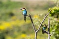 Two european bee-eater perched on a twig, close up. birds of paradise, rainbow colors high quality resulation walpaper Royalty Free Stock Photo