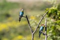 Two european bee-eater perched on a twig, close up. birds of paradise, rainbow colors high quality resulation walpaper Royalty Free Stock Photo