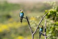 Two european bee-eater perched on a twig, close up. birds of paradise, rainbow colors high quality resulation walpaper Royalty Free Stock Photo