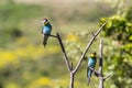 Two european bee-eater perched on a twig, close up. birds of paradise, rainbow colors high quality resulation walpaper Royalty Free Stock Photo