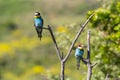 Two european bee-eater perched on a twig, close up. birds of paradise, rainbow colors Royalty Free Stock Photo