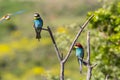 Two european bee-eater perched on a twig, close up. birds of paradise, rainbow colors Royalty Free Stock Photo