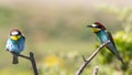 Two european bee-eater perched on a twig, close up. birds of paradise, rainbow colors Royalty Free Stock Photo