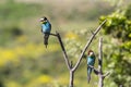 Two european bee-eater perched on a twig, close up. birds of paradise, rainbow colors Royalty Free Stock Photo