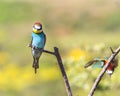 Two european bee-eater perched on a twig, close up. birds of paradise, rainbow colors Royalty Free Stock Photo