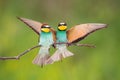 Two european bee-eater sitting on bough in summer.