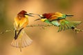 Two european bee-eaters fighting on branch in summer. Royalty Free Stock Photo