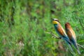 Two European bee-eaters sits on an inclined branch on a blurred green background in bright sunlight