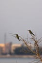 Two European bee-eaters sitting on a barren tree Royalty Free Stock Photo
