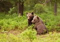 Two European brown bear cubs in boreal forest, Finland.