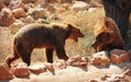 Two European brown bears fighting