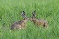 Two European brown hares in meadow