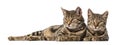 Two European cats lying side by side , isolated Royalty Free Stock Photo