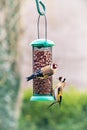 Two European goldfinch or simply the goldfinch Carduelis carduelis on bird feeder with peanuts