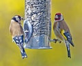 Two European goldfinches Royalty Free Stock Photo