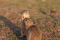 Two european ground squirrels standing in the field. Spermophilus citellus wildlife scene from nature. Two european sousliks Royalty Free Stock Photo