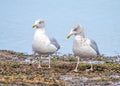 European Herring Gulls - Larus argentatus standing on a foreshore. Royalty Free Stock Photo